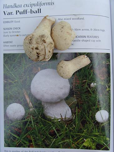 Puffball mushrooms from Hainault Forest